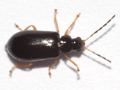 Luperus longicornis